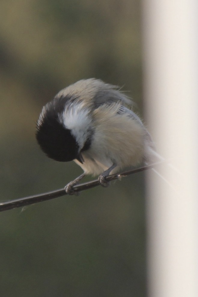 Black-capped Chickadee - ML641420829