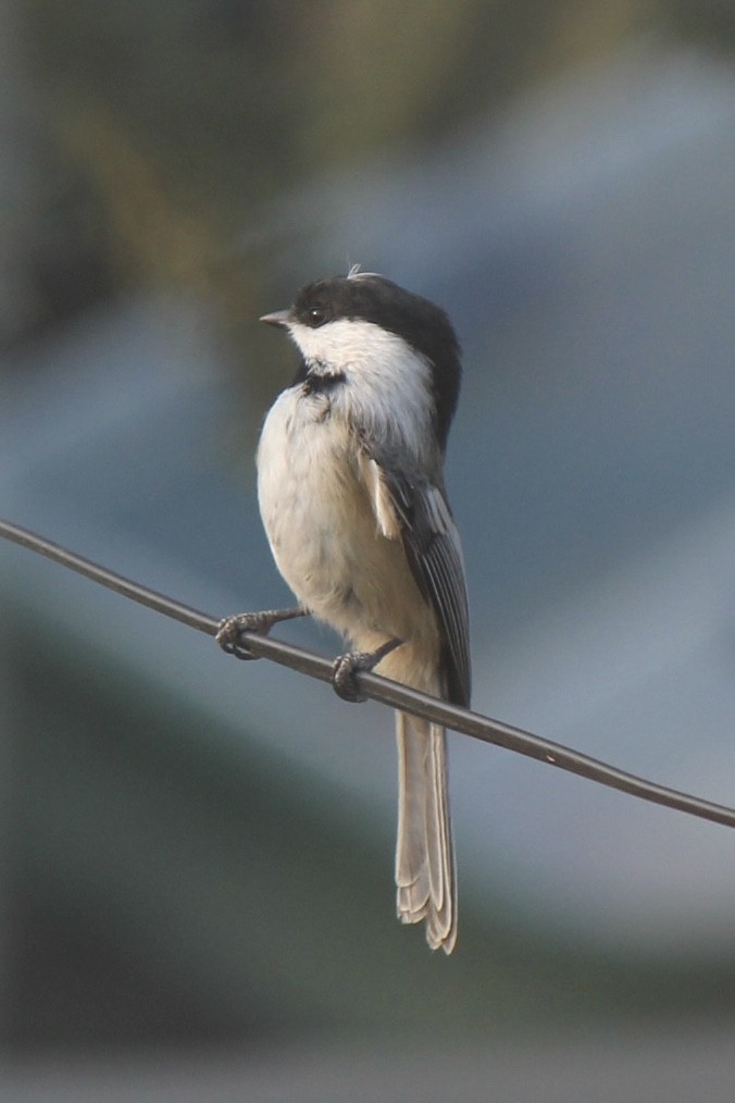 Black-capped Chickadee - ML641420830