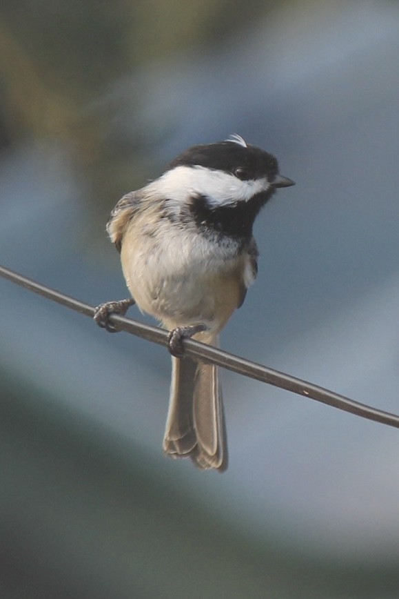 Black-capped Chickadee - ML641420831