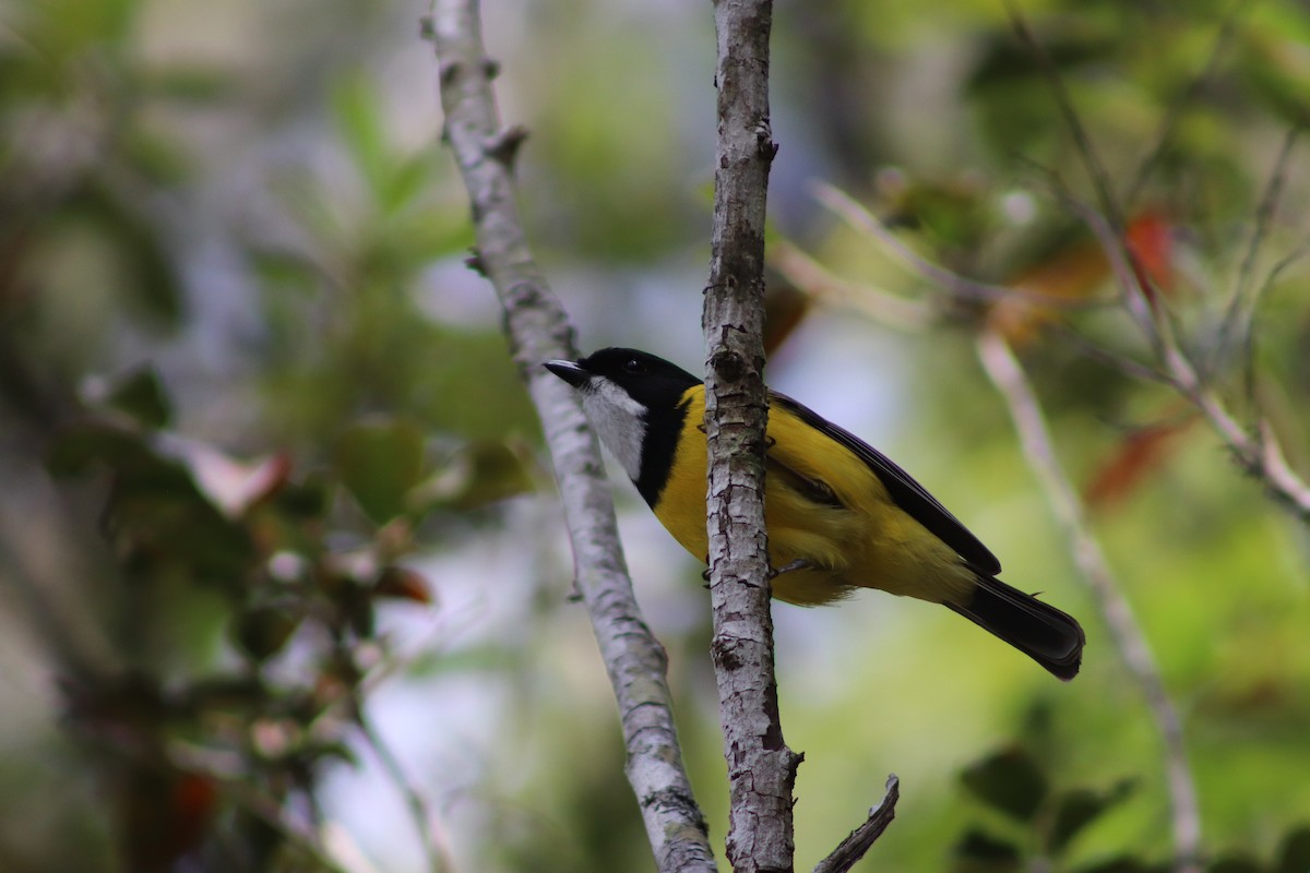 Golden Whistler - ML641420835