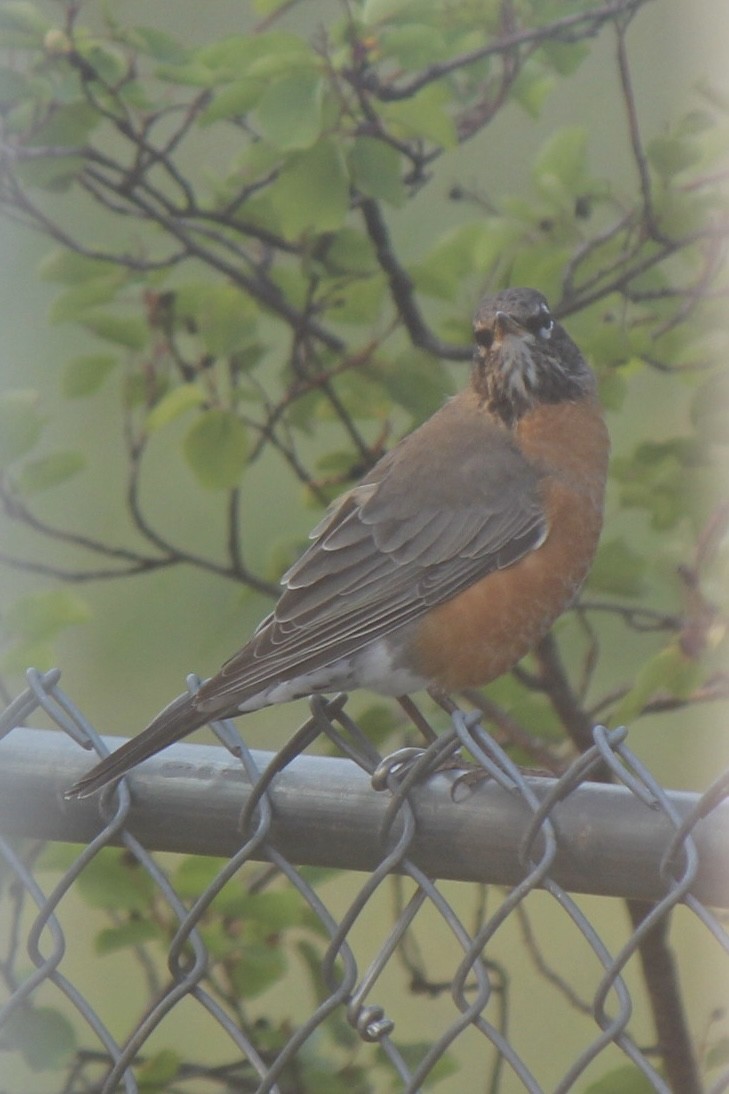 American Robin - ML641420855