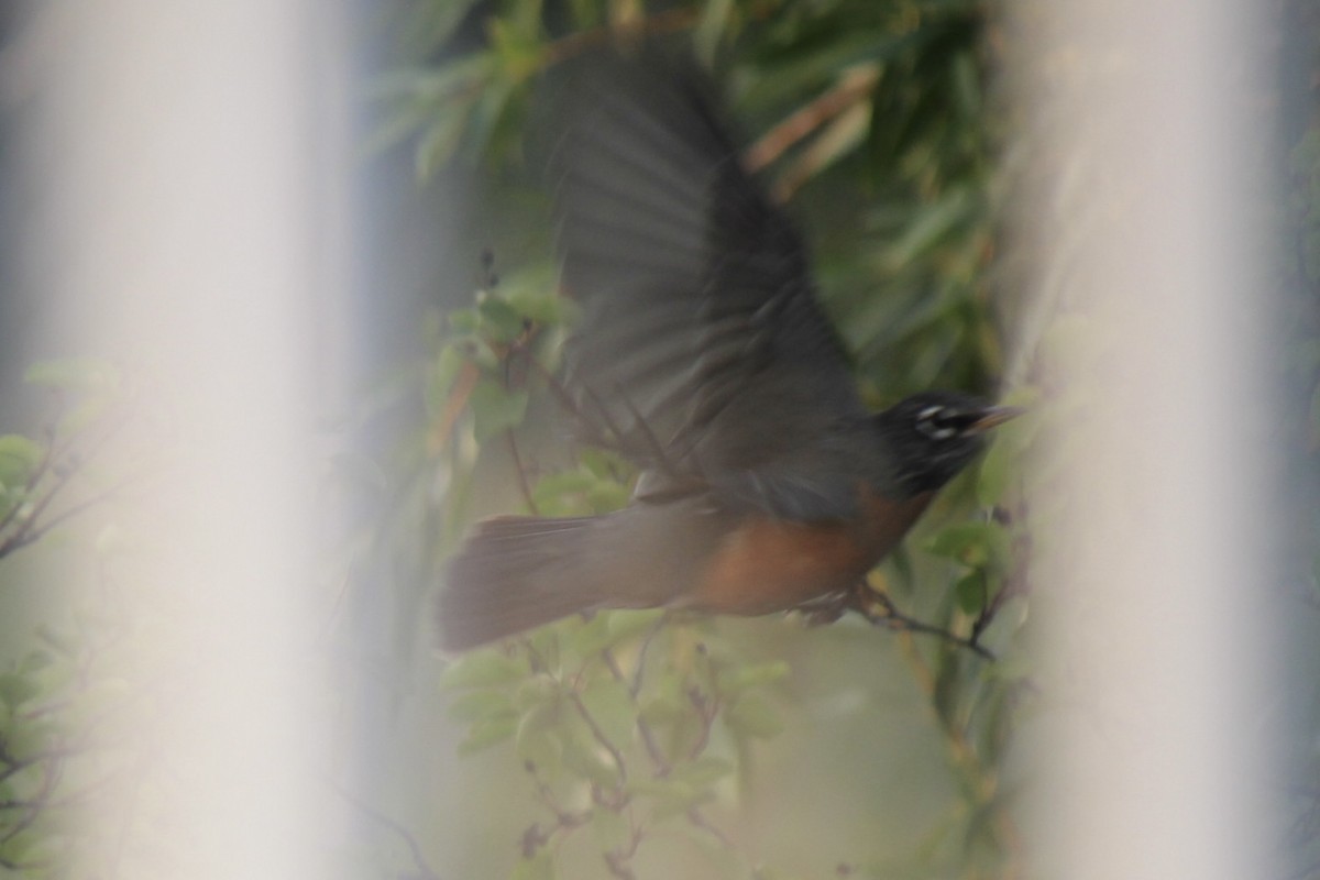 American Robin - ML641420856