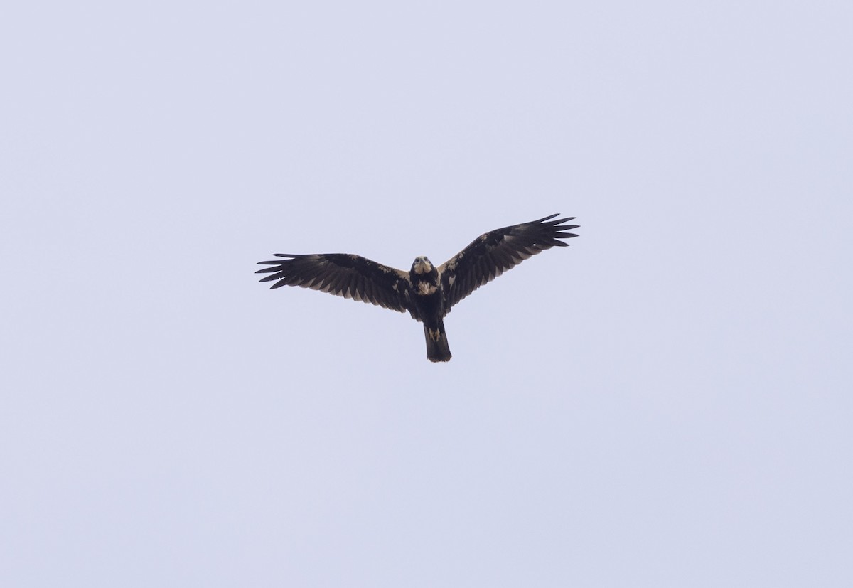 sivhauk - ML641420878