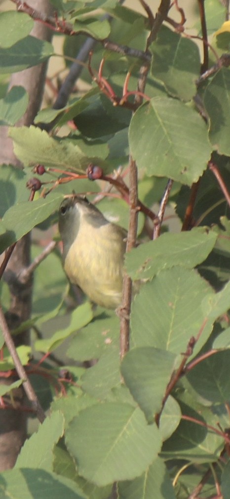 oransjekroneparula - ML641420891