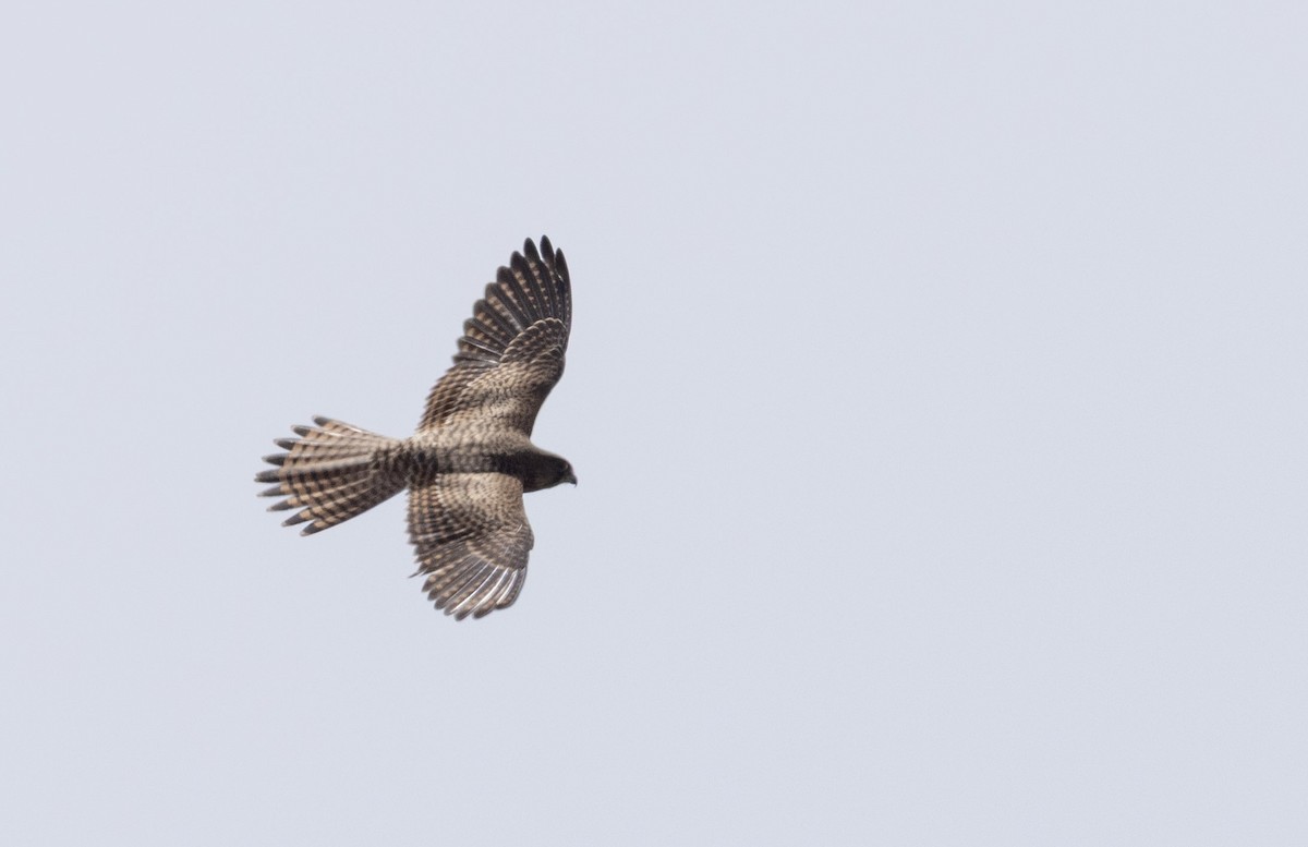 Turmfalke - ML641420896