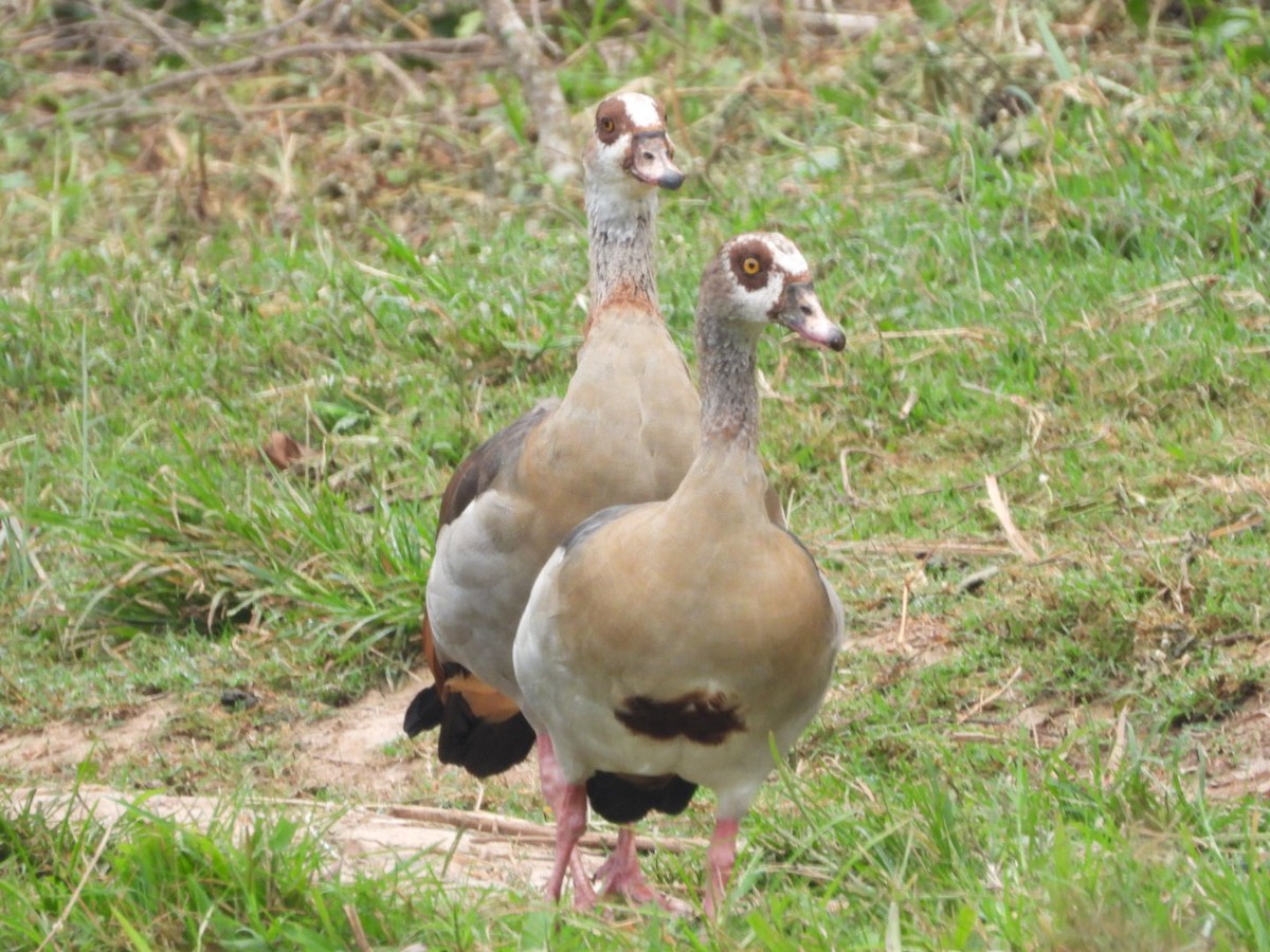 Nilgans - ML641420906