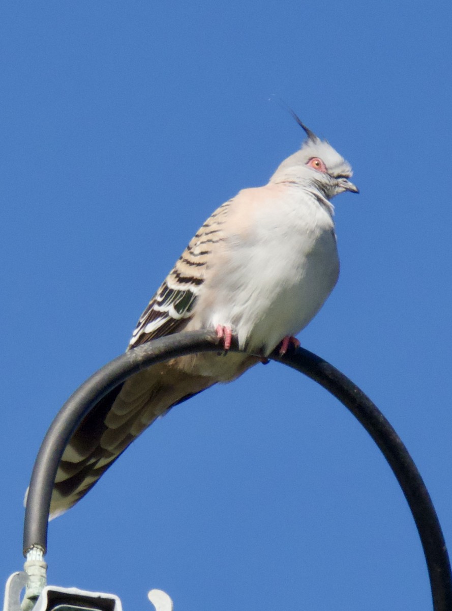 Crested Pigeon - ML641420983