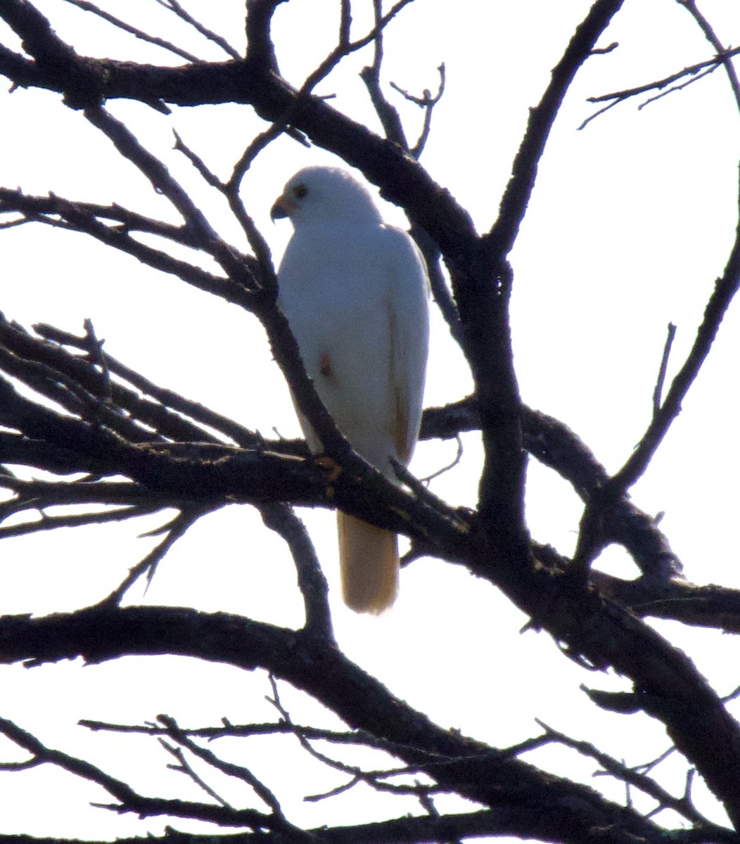 Gray Goshawk - ML641420991