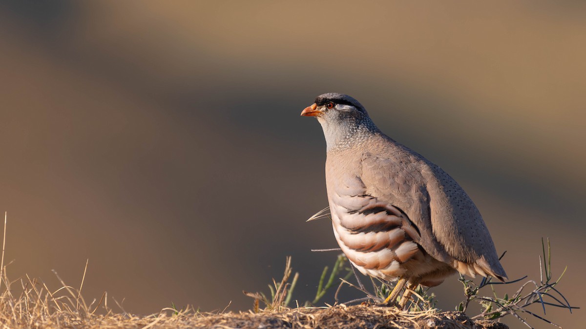 See-see Partridge - ML641420994
