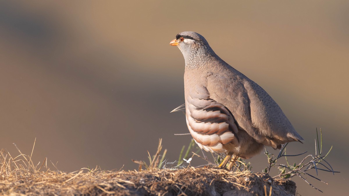 See-see Partridge - ML641420996