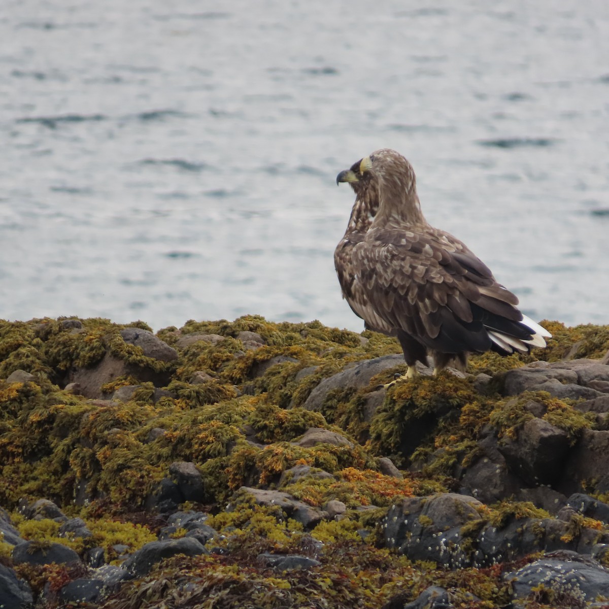 Seeadler - ML641421030