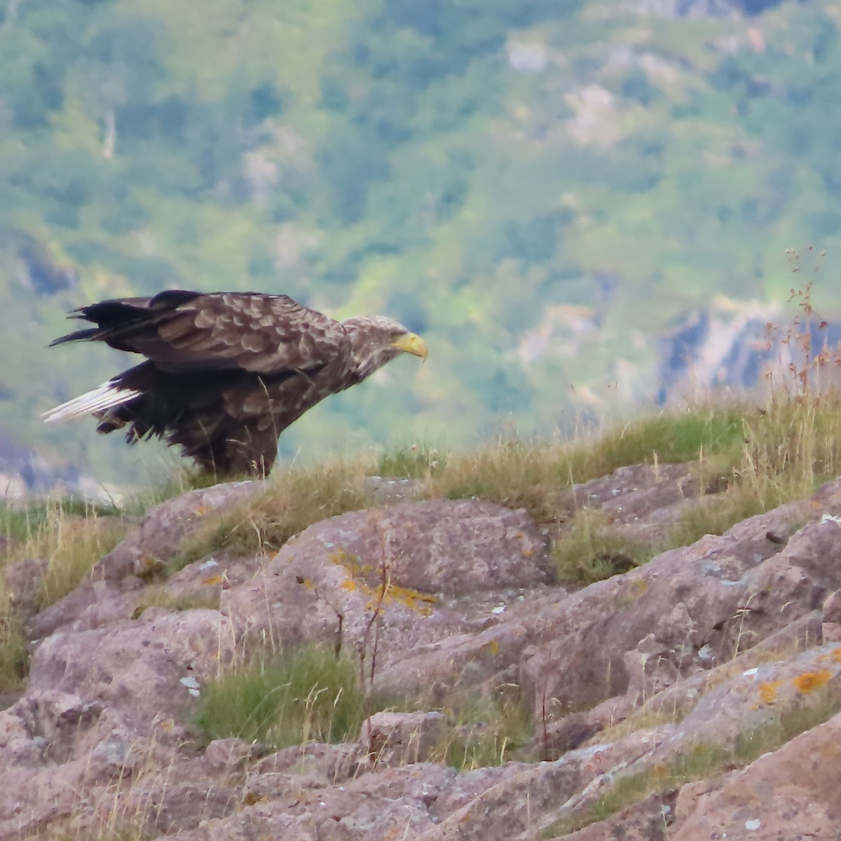 Seeadler - ML641421031