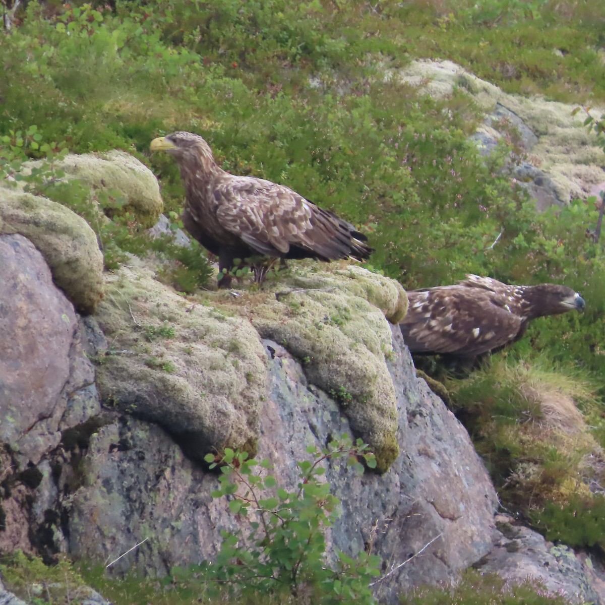 Seeadler - ML641421032