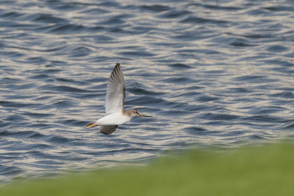 Terekwasserläufer - ML641421033