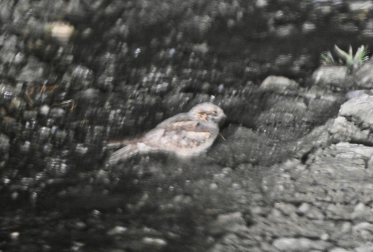 Çobanaldatan - ML641421038