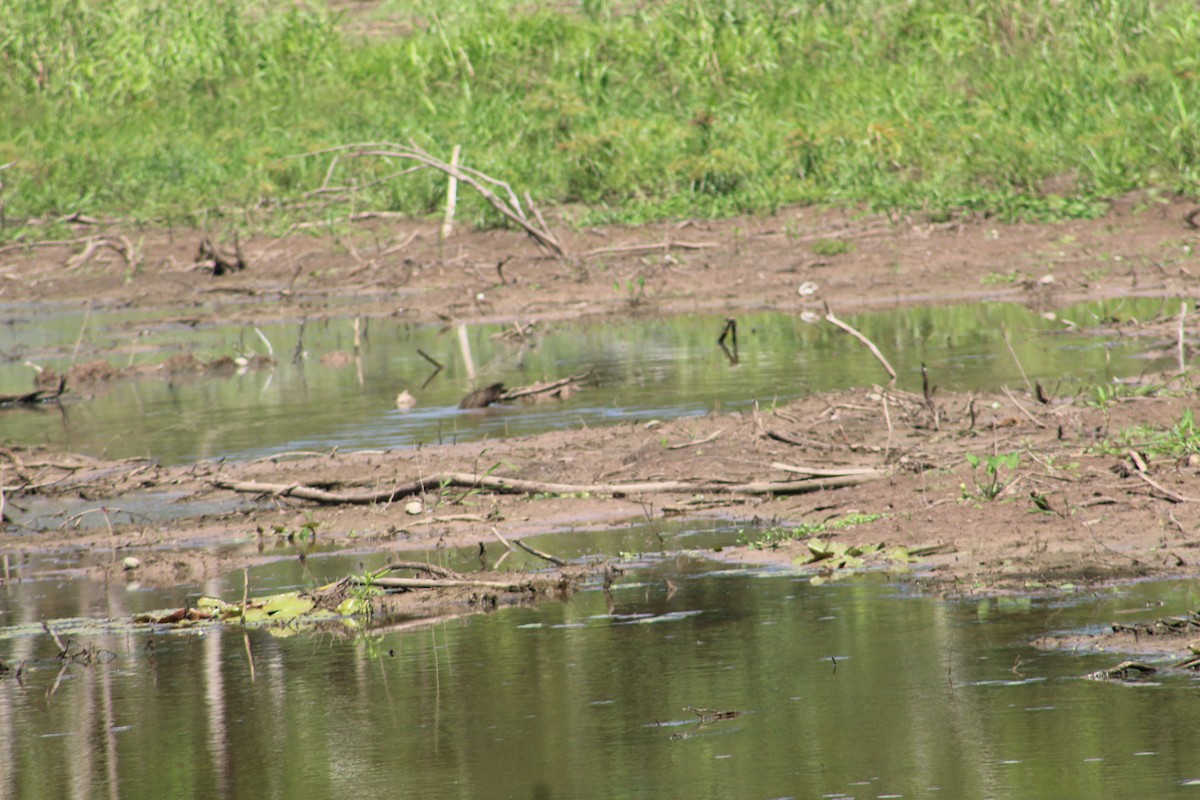 Limpkin - ML641421056