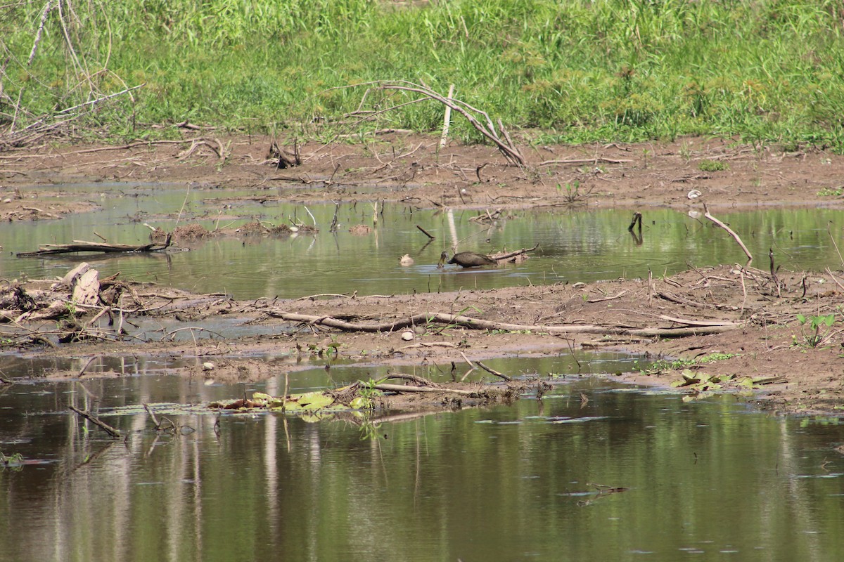 Limpkin - ML641421057