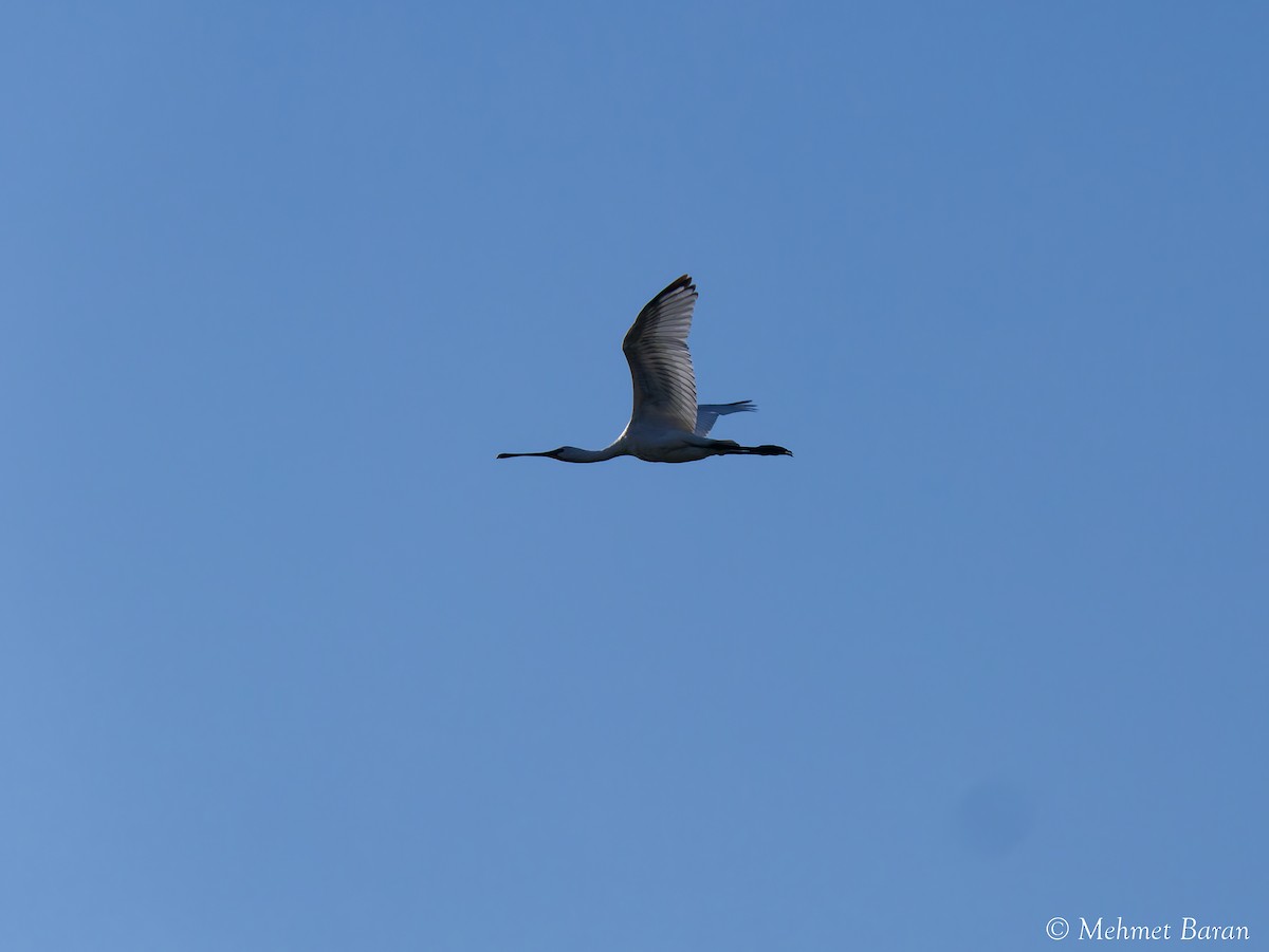 Eurasian Spoonbill - ML641421058