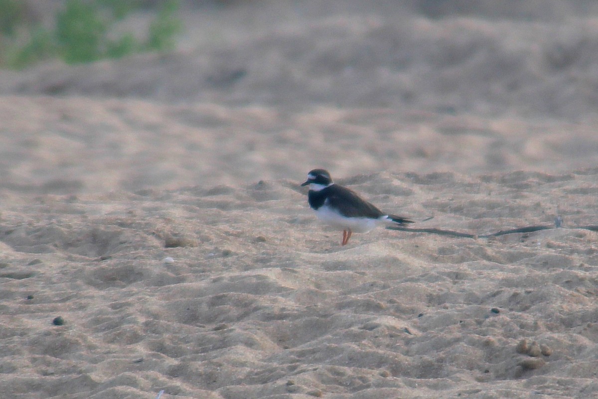 Common Ringed Plover - ML641421071