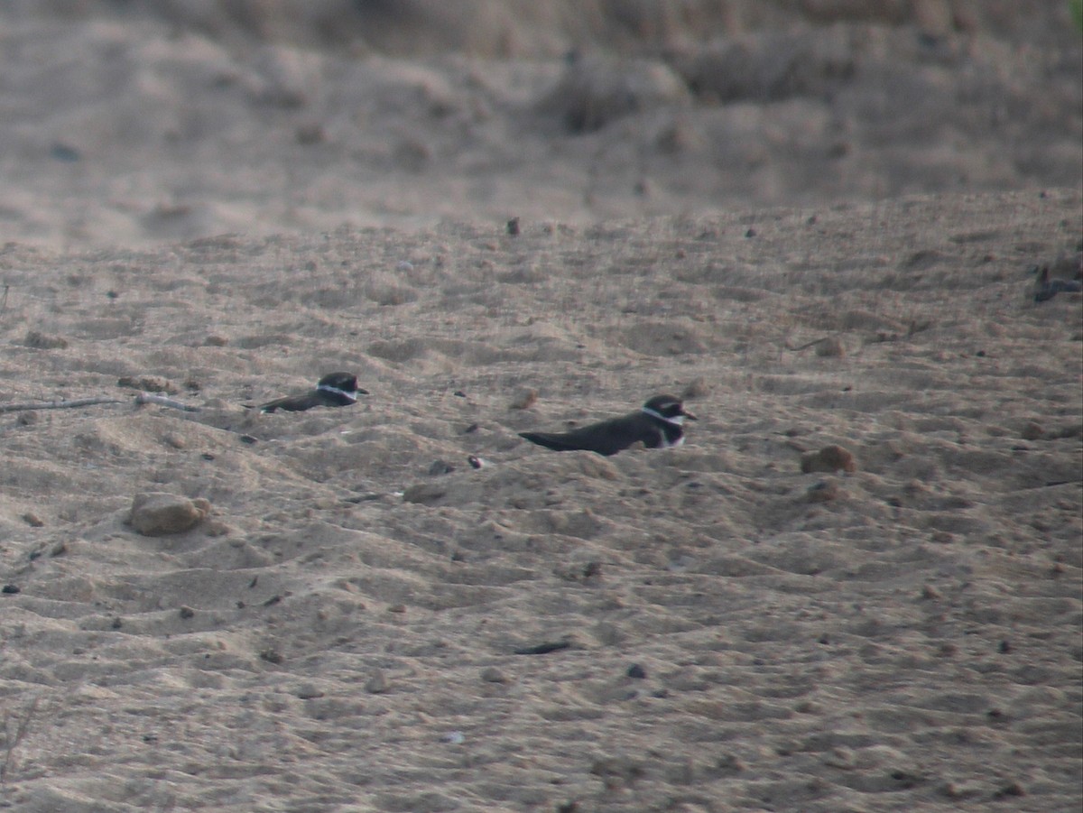 Common Ringed Plover - ML641421072