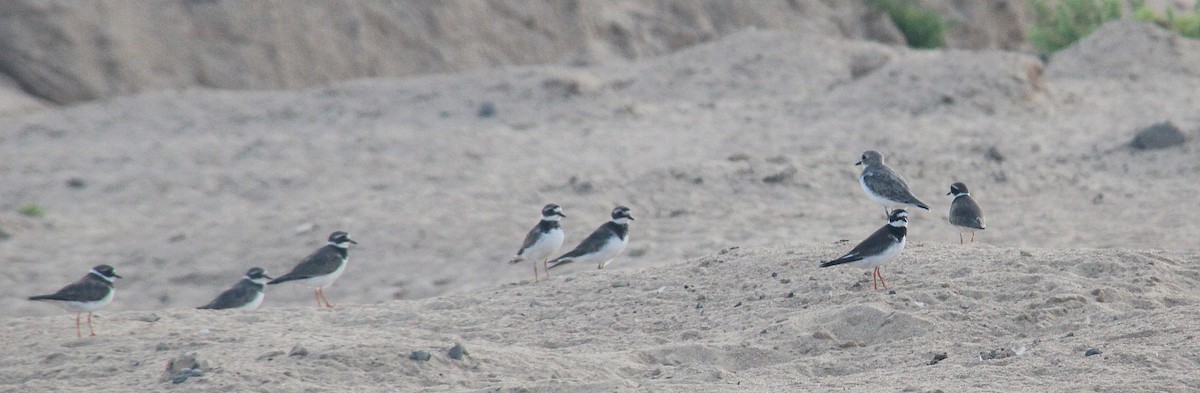 Common Ringed Plover - ML641421073