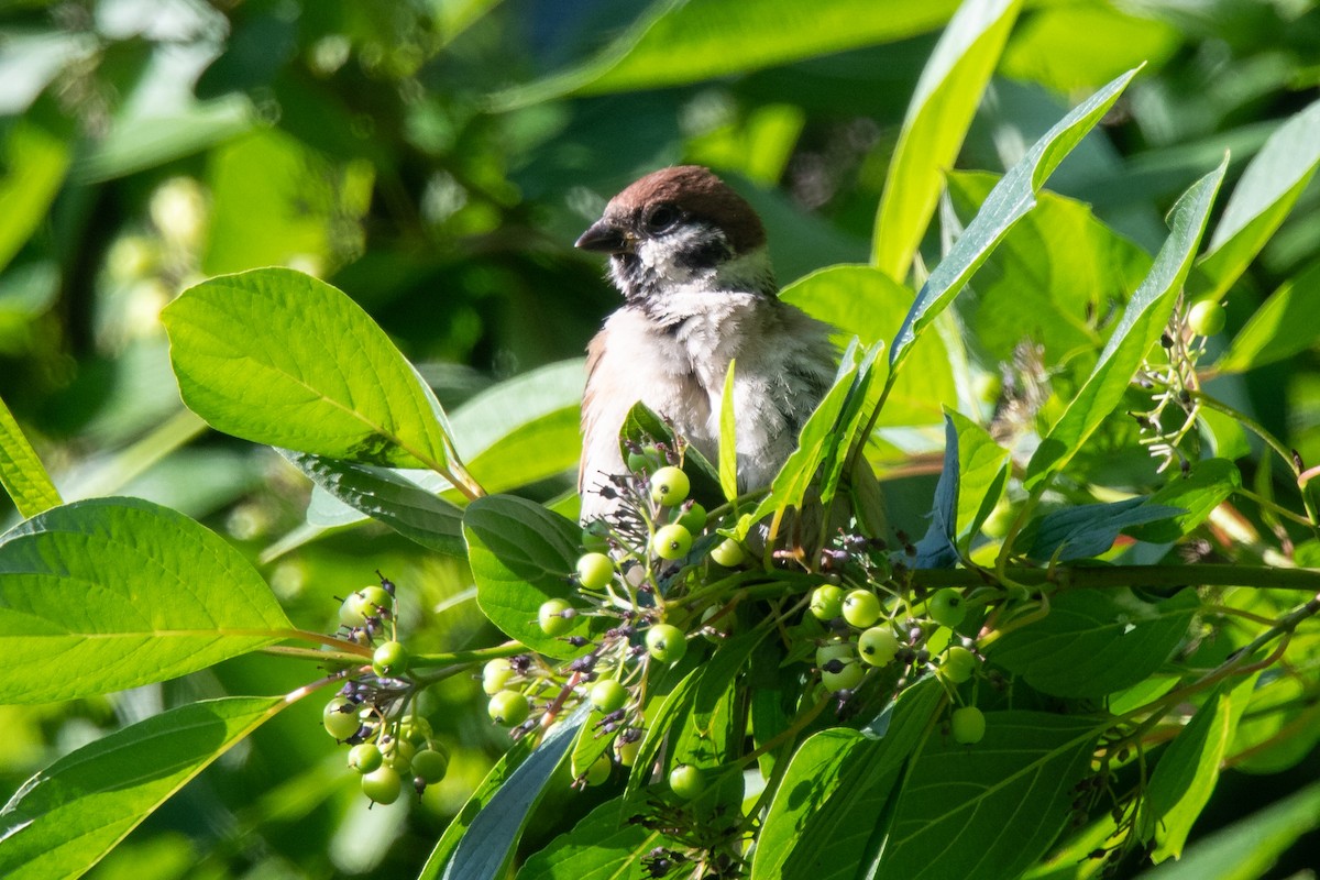 Eurasian Tree Sparrow - ML641421080