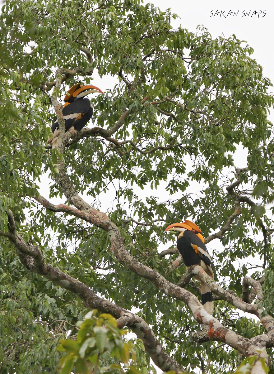 Great Hornbill - ML641421082