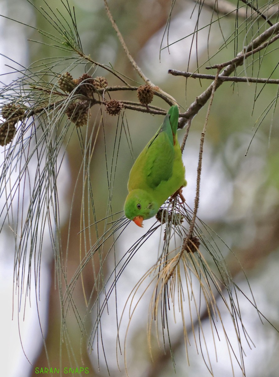 Vernal Hanging-Parrot - ML641421093