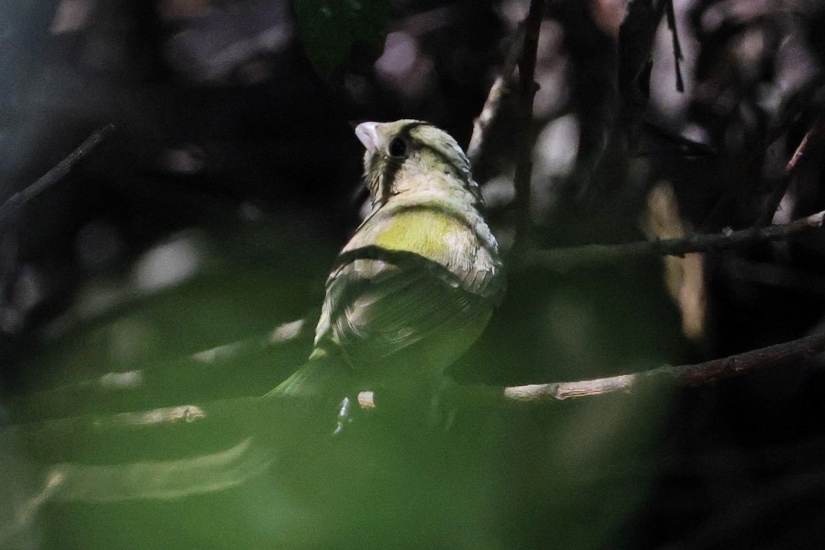 Painted Bunting - ML641421107
