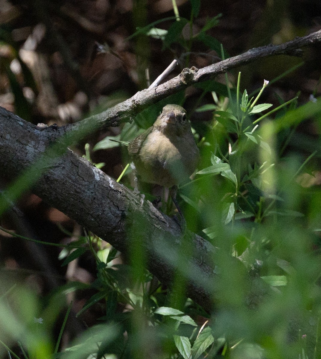 Painted Bunting - ML641421111
