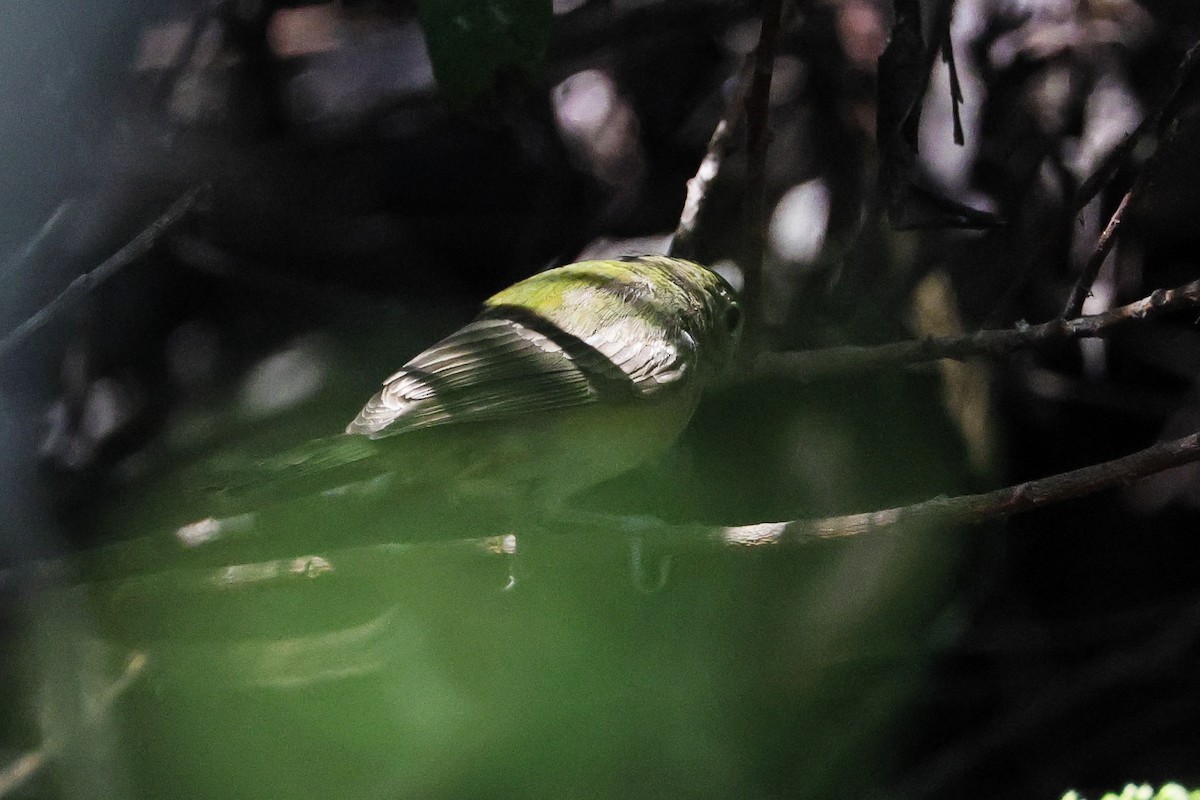 Painted Bunting - ML641421113