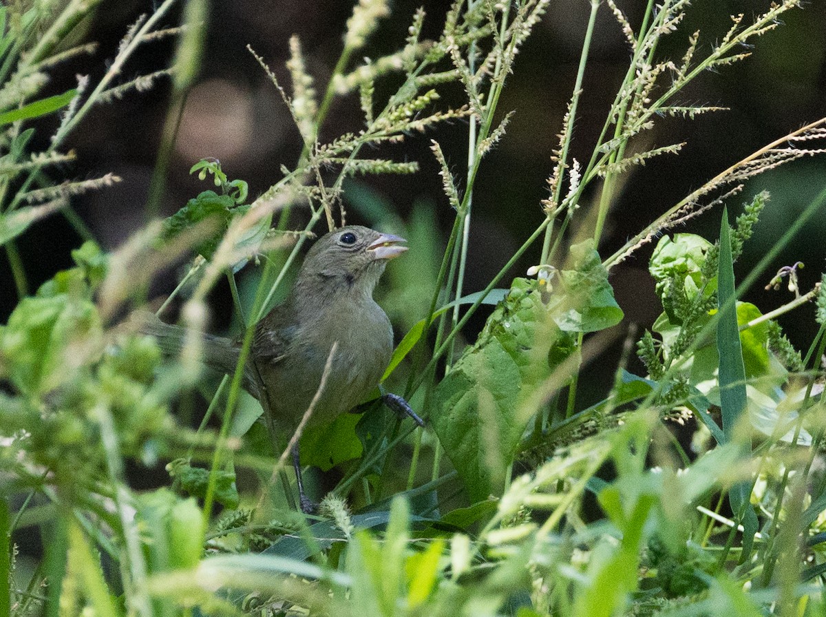 Painted Bunting - ML641421114