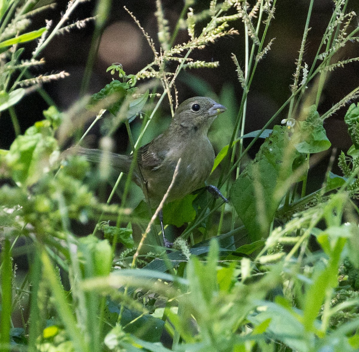 Painted Bunting - ML641421116
