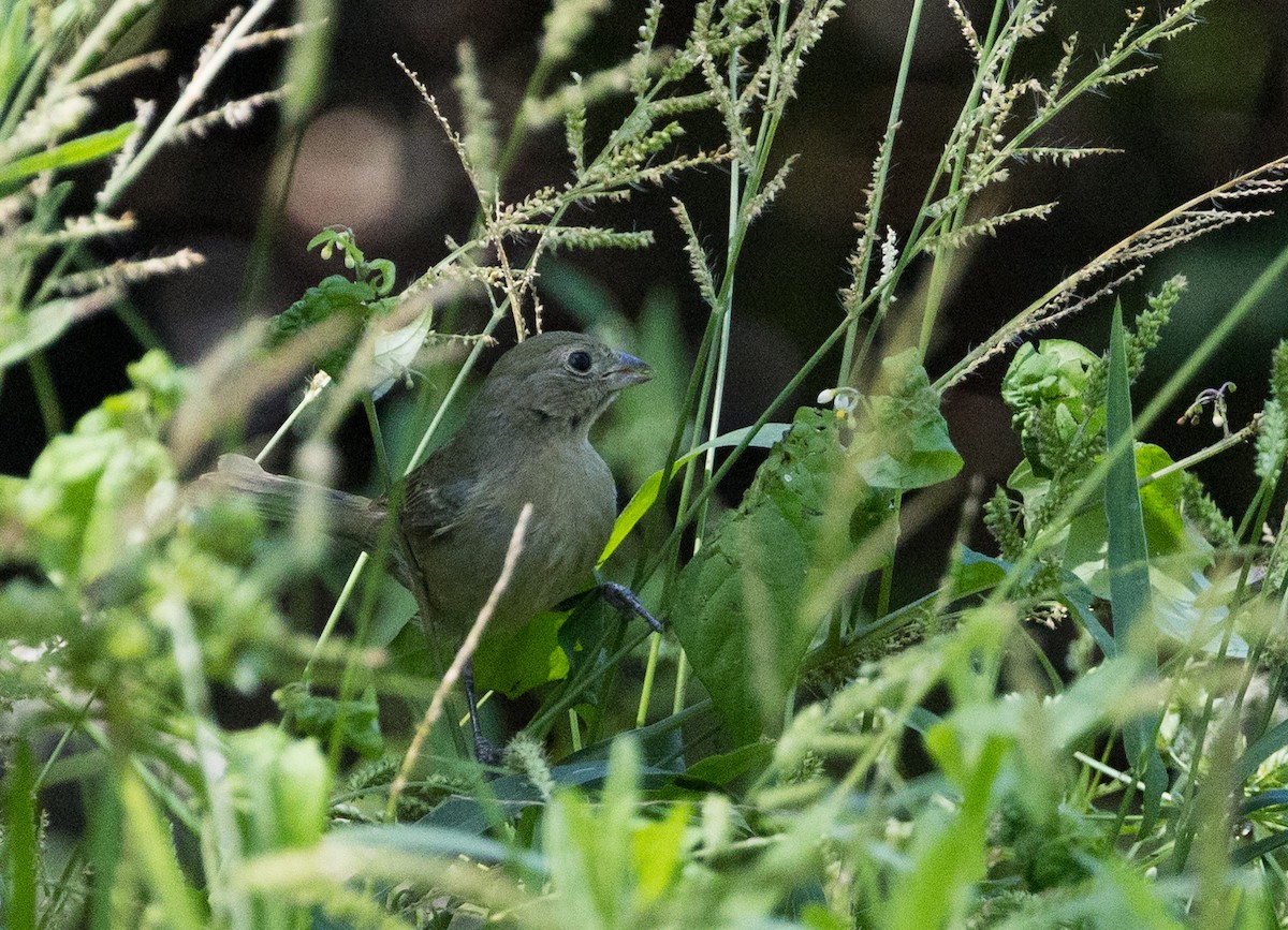 Painted Bunting - ML641421117