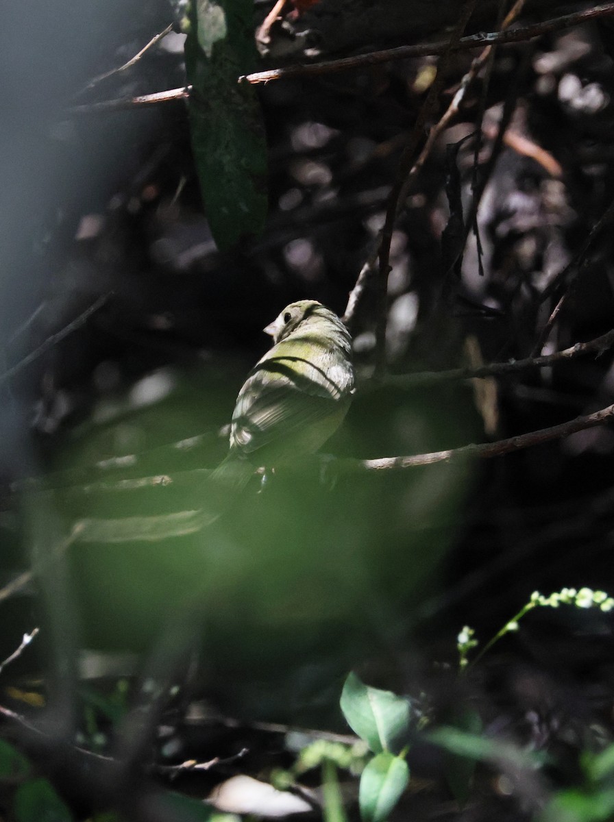 Painted Bunting - ML641421120