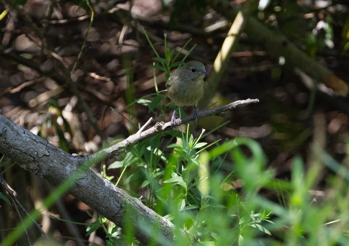 Painted Bunting - ML641421121