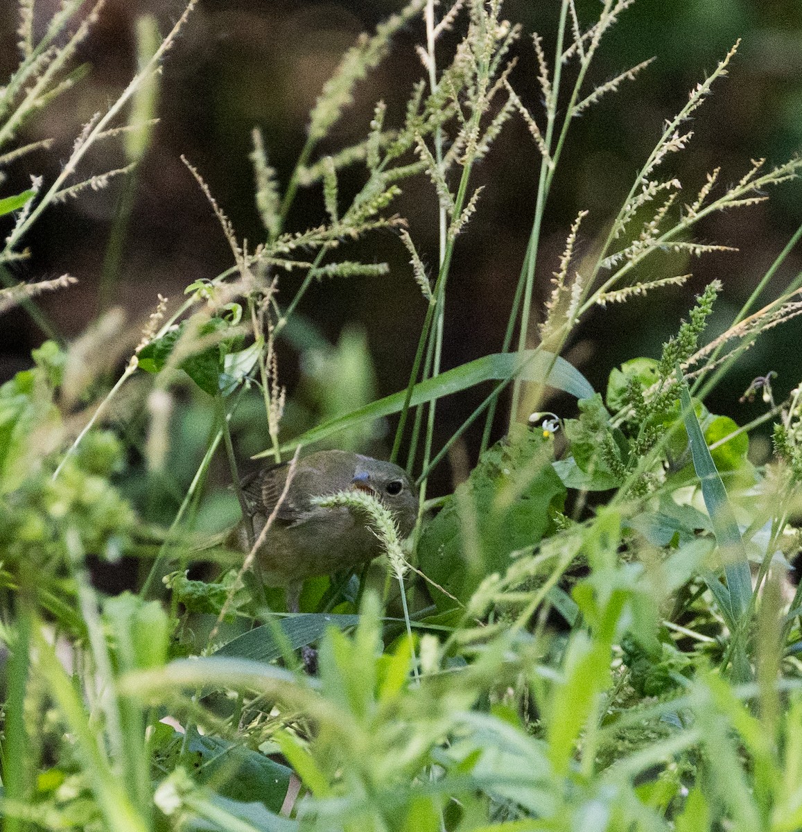 Painted Bunting - ML641421122