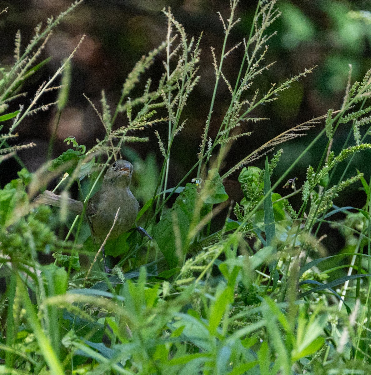 Painted Bunting - ML641421125