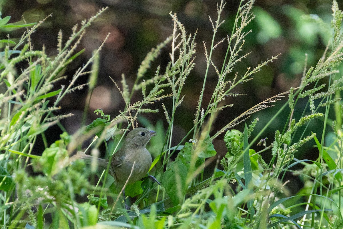 Painted Bunting - ML641421126