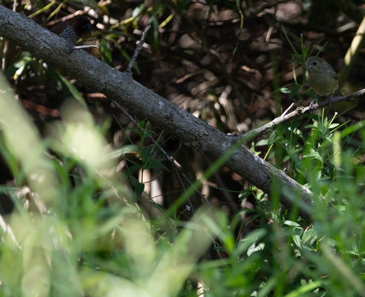 Painted Bunting - ML641421127