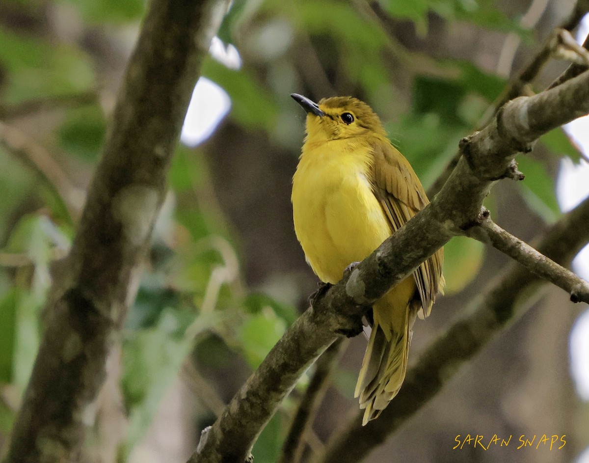 Yellow-browed Bulbul - ML641421132