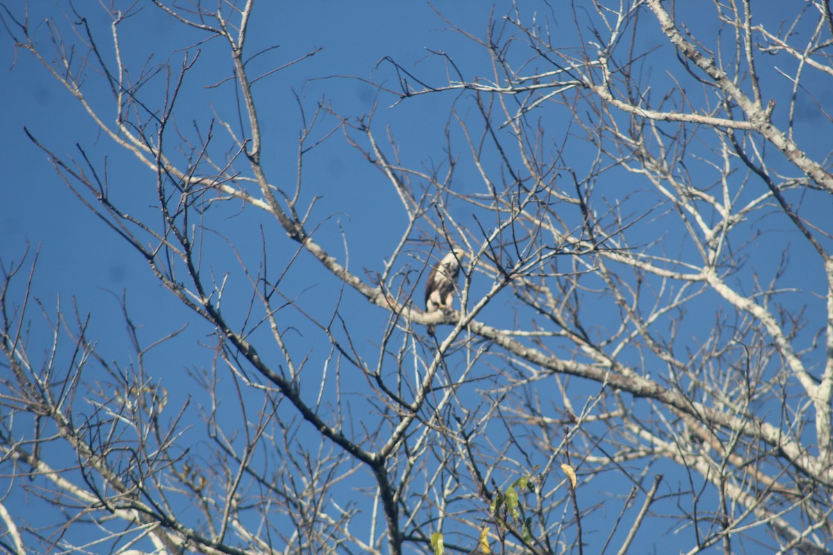 Osprey - ML641421134
