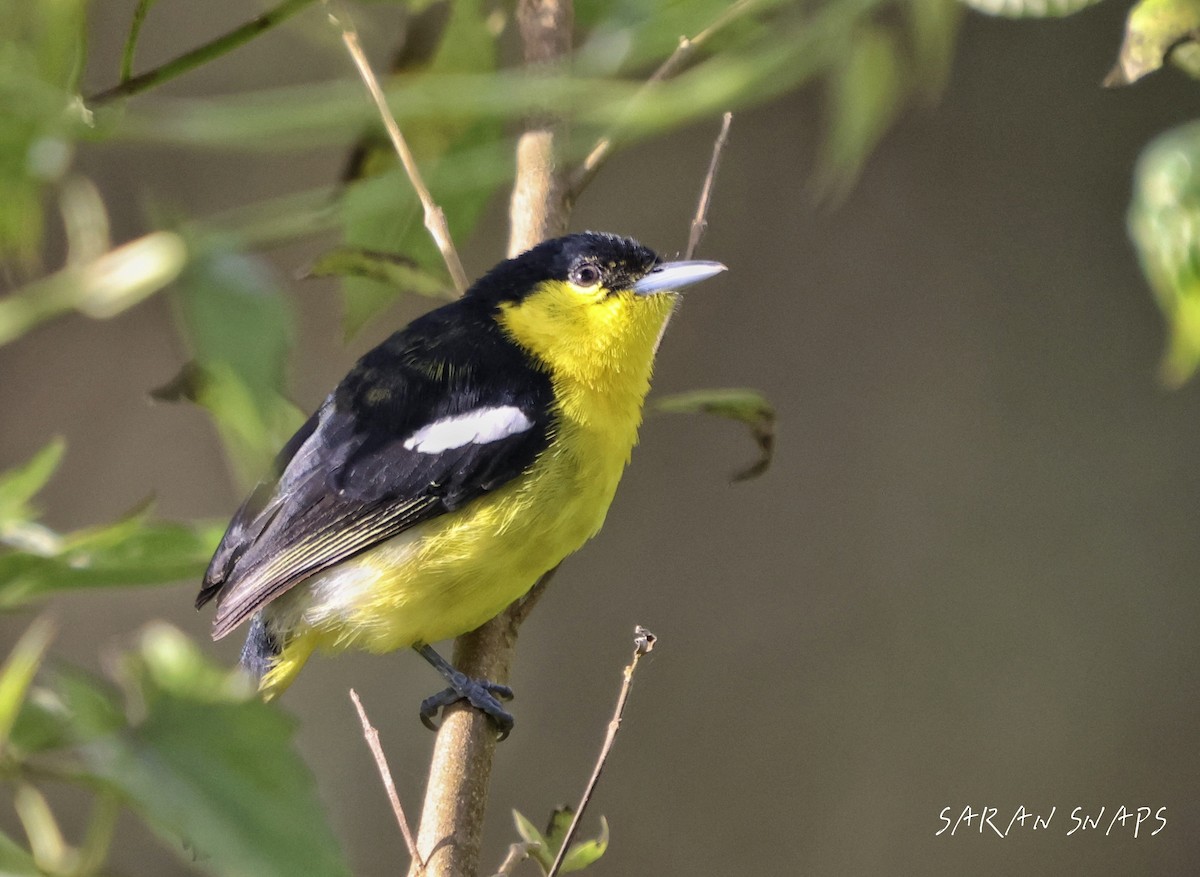 Common Iora - ML641421138