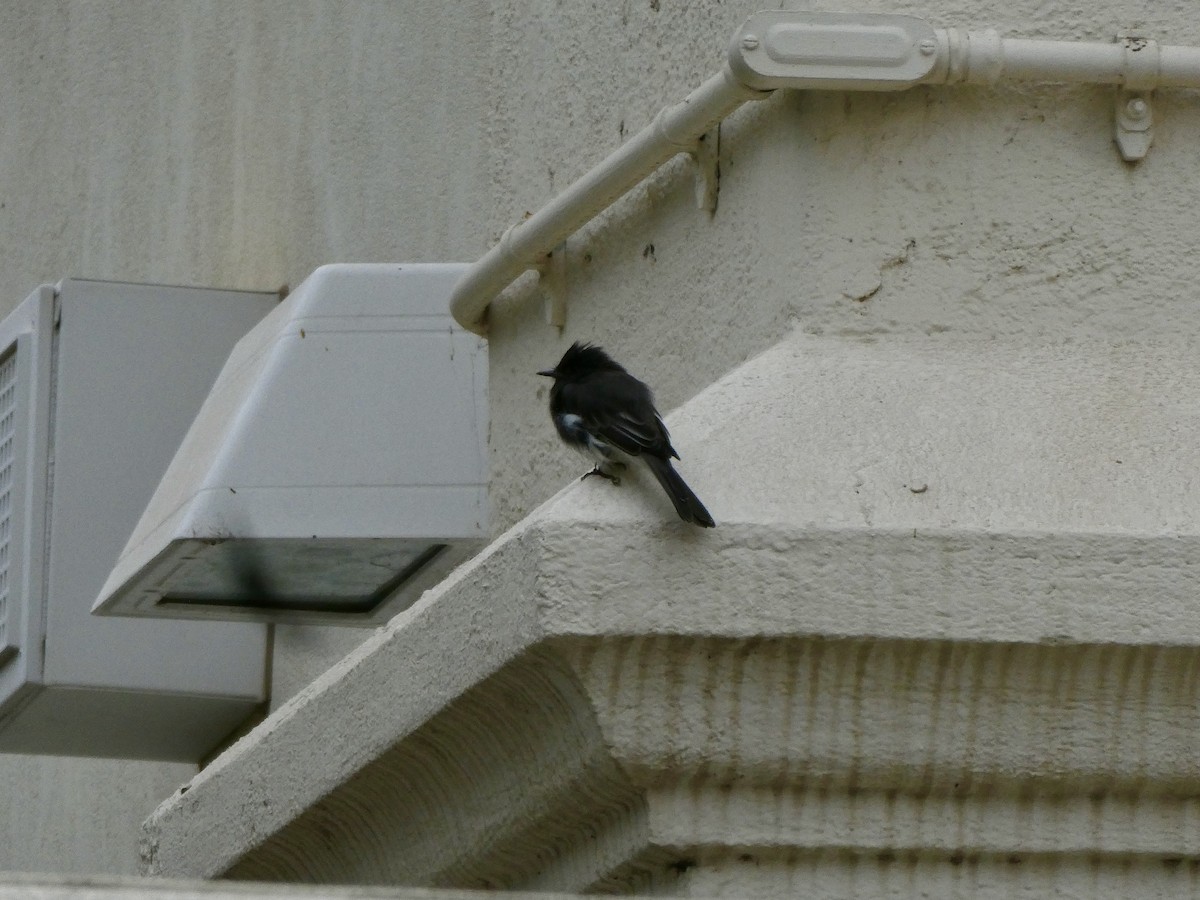 Black Phoebe - ML641421158