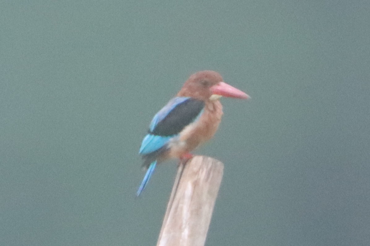 Brown-breasted Kingfisher - ML641421160