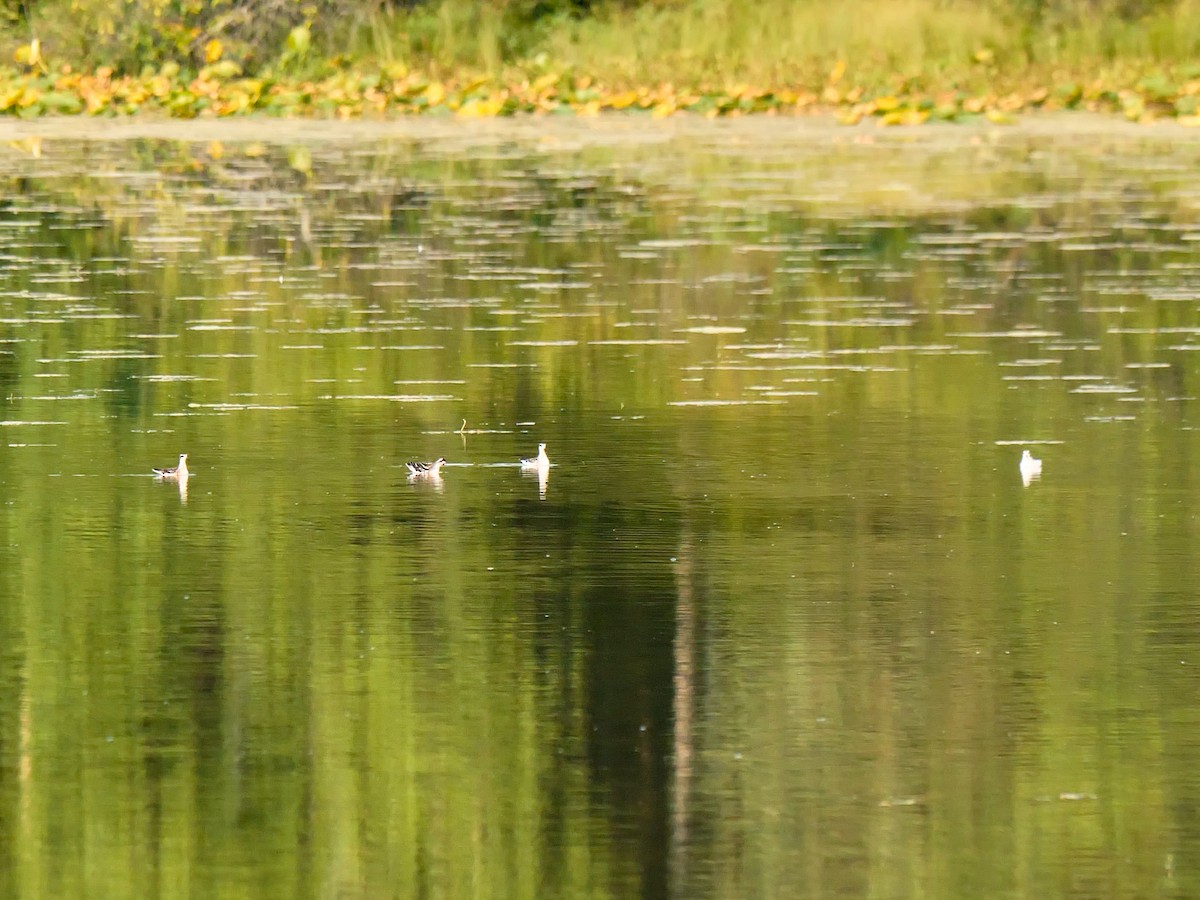 Red-necked Phalarope - ML641421161