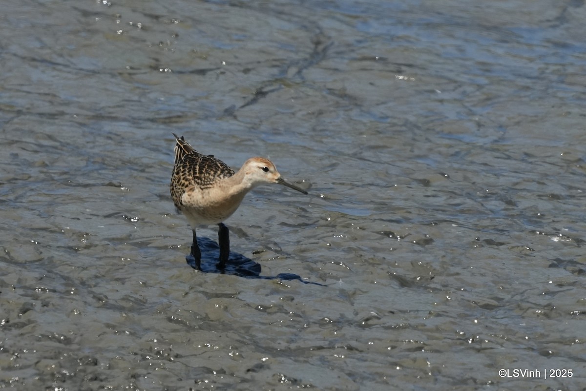 Турухтан - ML641421173