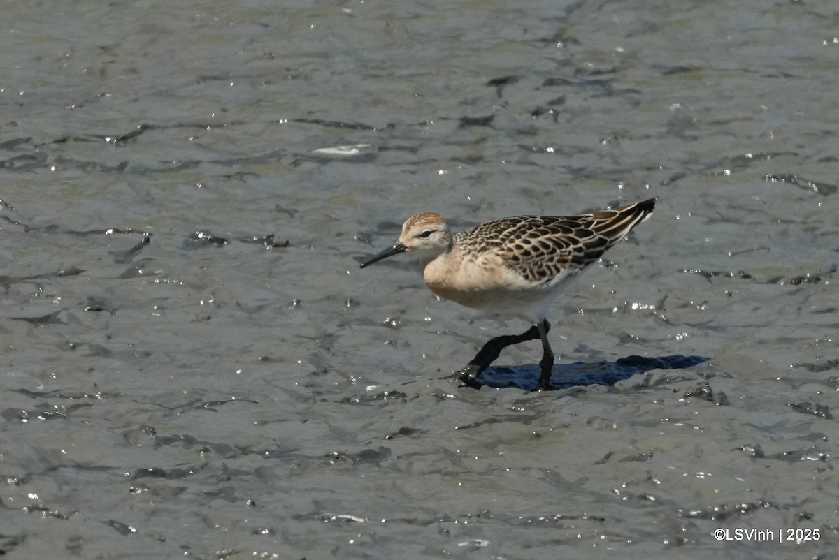 Турухтан - ML641421174