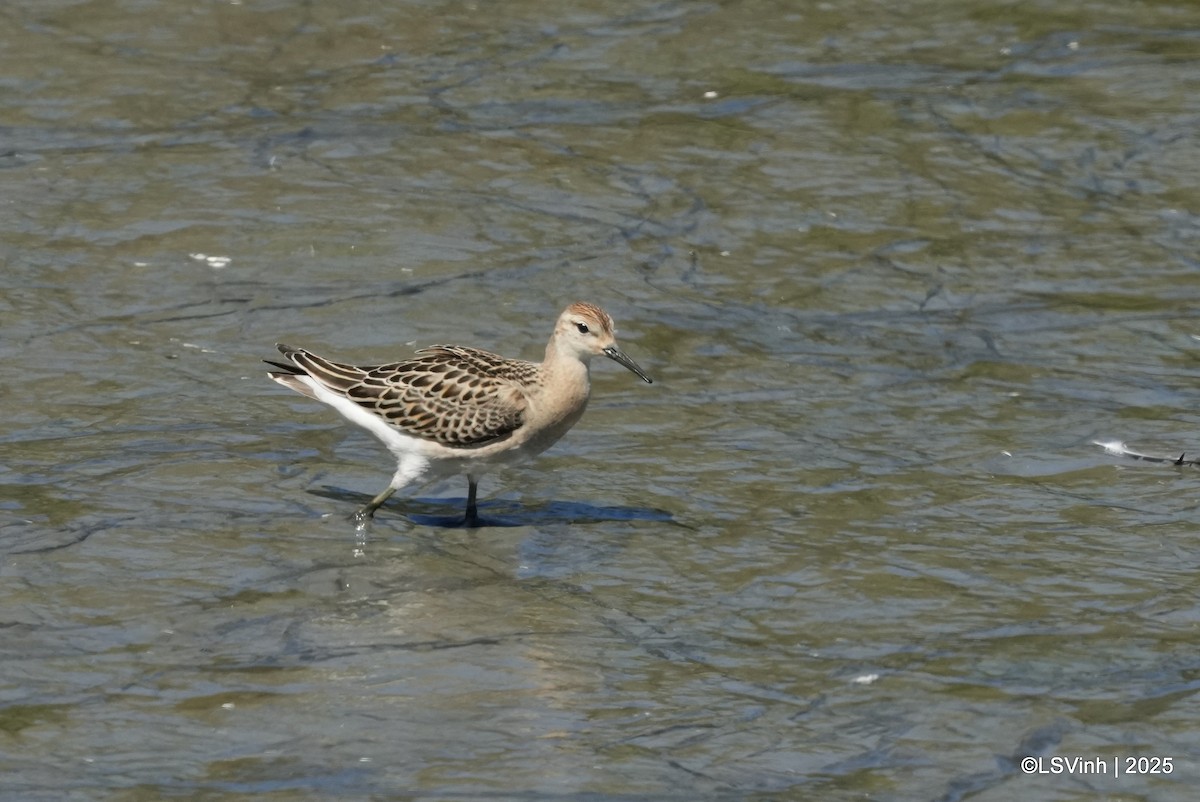 Турухтан - ML641421175