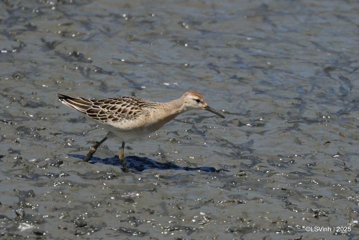 Турухтан - ML641421176